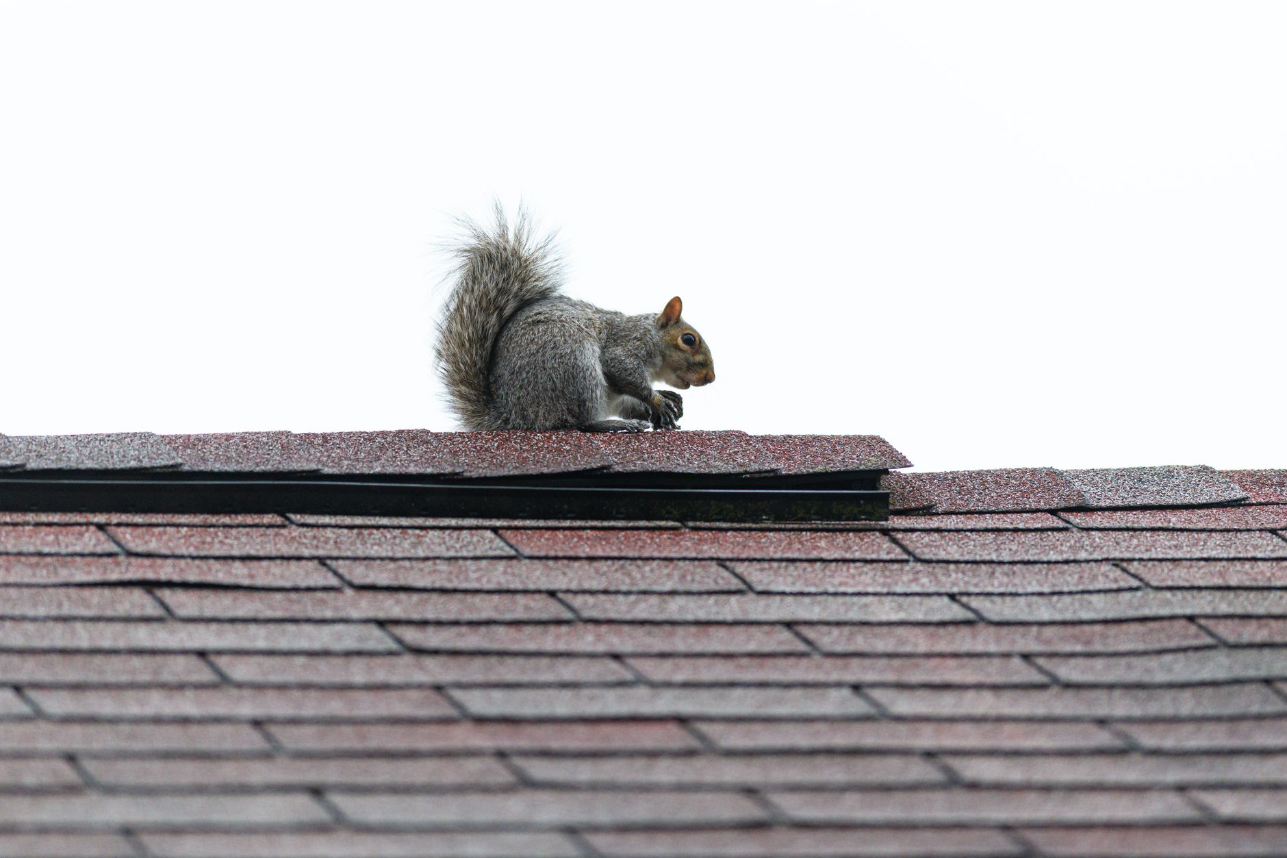 Metal roofing in Van Buren, AR